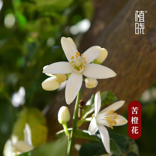 植晓  苦橙花精油  5ml 商品图1