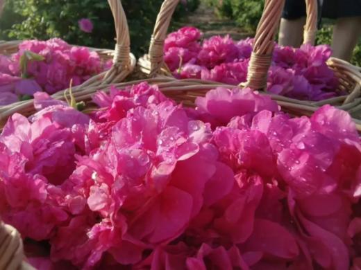 【特惠】玫瑰爽肤水、鲜花纯露、补水保湿， 生态种植玫瑰园、通过200项农残检测 商品图5