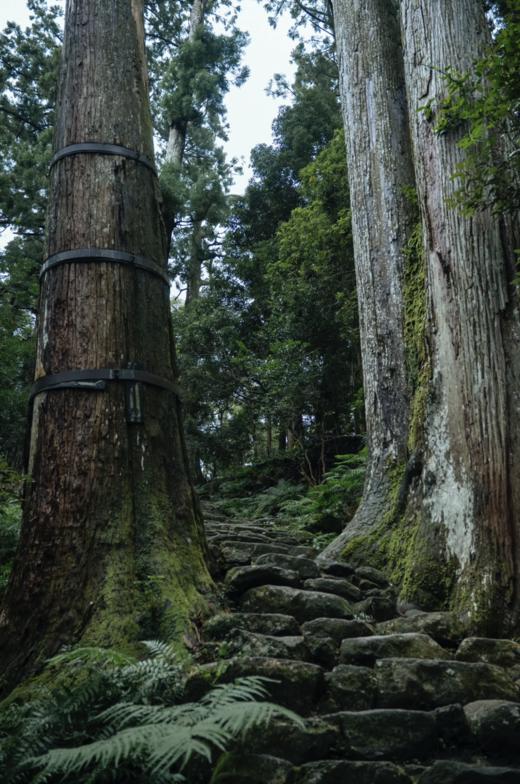 【25/26非雪季】 SPADERS BAM 日本熊野古道6天5晚朝圣之路 徒步活动 商品图2