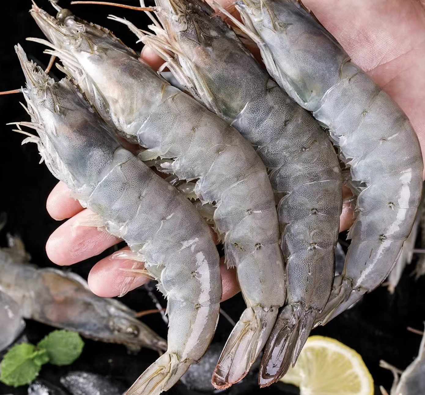 只卖“原包”虾🦐，不抽条，不注水，不泡 yao，不包冰🧊，厄瓜多尔南美白虾生产商“桑塔”Santa 20-30  高品质盐冻大虾 1.65kg/盒 顺丰冷链运输