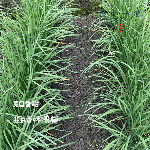 生态露天韭菜（农场直发-顺丰包邮）| 2斤/箱，成都郫都区基地，【原乡农场，自产自销】 商品图2