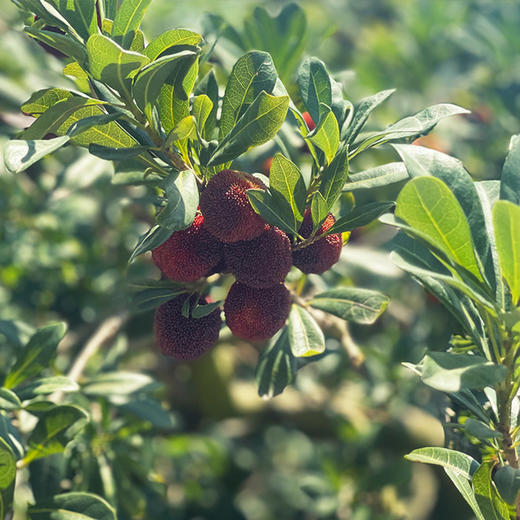 溯源-浙江仙居精品东魁杨梅（当日采摘当日发货） 商品图3