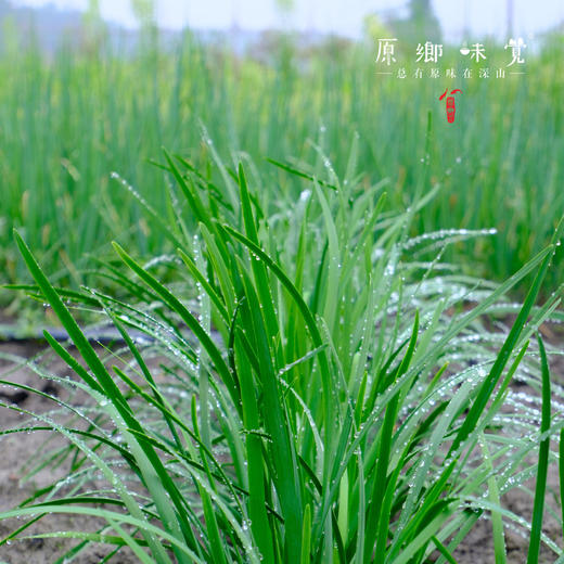 生态露天韭菜（农场直发-顺丰包邮）| 2斤/箱，成都郫都区基地，【原乡农场，自产自销】 商品图6