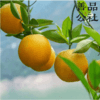 【善品公社】湖北秭归夏橙  2025新鲜上市 酸甜口味  细嫩多汁 清新爽口 | 屈原故里 脐橙之乡 商品缩略图1