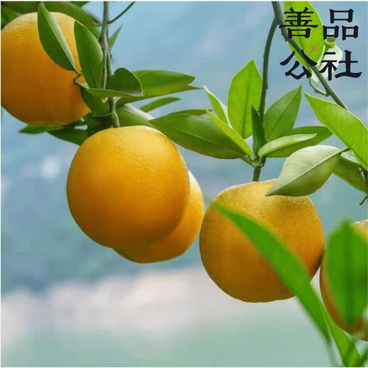 【善品公社】湖北秭归夏橙  2025新鲜上市 酸甜口味  细嫩多汁 清新爽口 | 屈原故里 脐橙之乡 商品图1