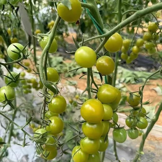 【新成熟尝鲜价】鸿翠园 有机圣女果 （绿口蜜） 商品图0