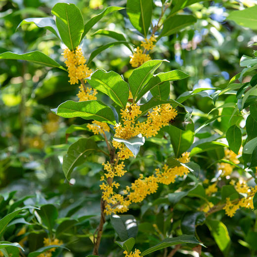 野生干桂花 20克*2包（0添加 无硫磺）| 桂林 慈糖农场 商品图2
