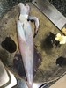 【野生】超低温  活冻手钓大管 300g-500g 商品缩略图2