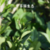 恩施有机蜜香红茶 | 78g/90g 滋味甜柔 回甘持久 有机生态茶园 映马云池 商品缩略图6