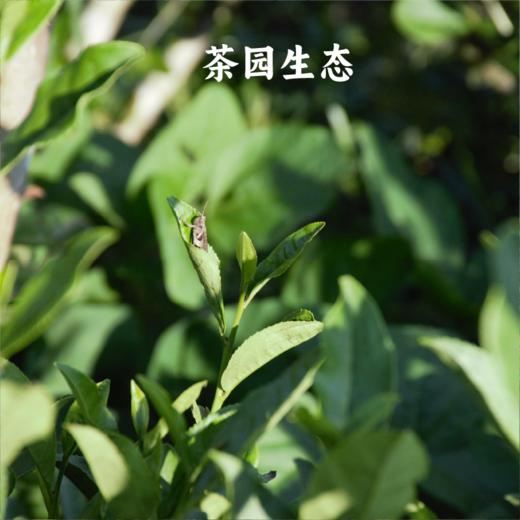 恩施有机蜜香红茶 | 78g/90g 滋味甜柔 回甘持久 有机生态茶园 映马云池 商品图6