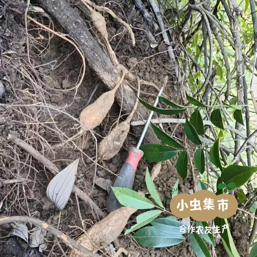 瑶山牛大力（非种植）150g/袋 | 合作农友生产，来自广东连南瑶族自治县，生产者：张运东＆【公平贸易农人定价】 商品图9