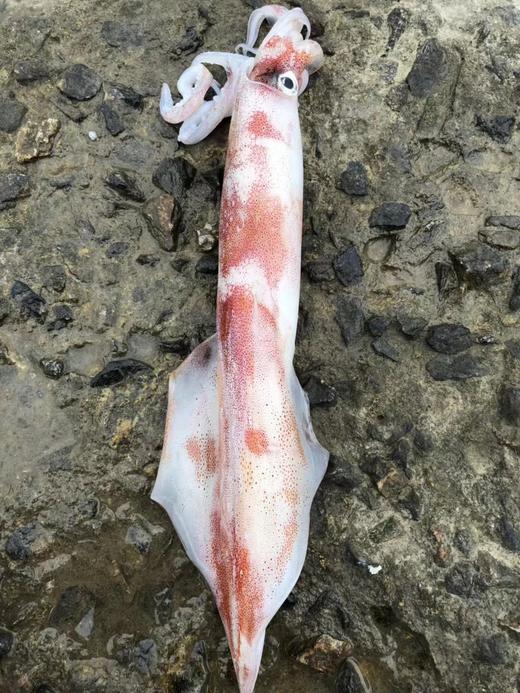 【野生】超低温  活冻手钓大管 300g-500g 商品图3