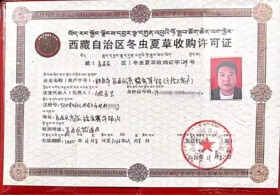 【25年 新草】【那曲高海拔 冬虫夏草干草】 无断草 约4条/克 简装/礼盒任选