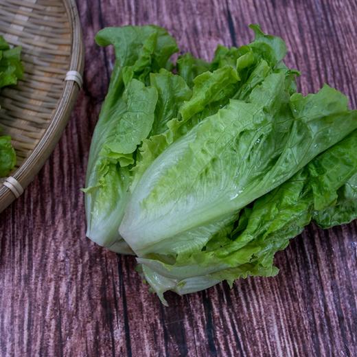 东升农场 有机生菜 沙拉菜莴苣 广州供港新鲜蔬菜配送 300g 商品图3