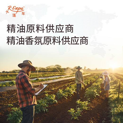 紫黄浸泡油 中国新疆原料批发 美容院按摩植物油基础油批发 商品图2