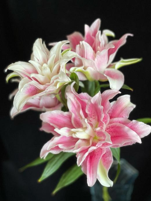 重瓣百合丨伊莎贝拉三头 商品图2