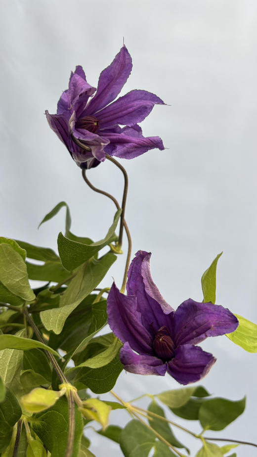 【国产】铁线莲  大花深紫色  约8枝/扎 商品图4