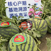 盘个瓜 甘美西瓜【单个6.5-7斤多】甜蜜多汁 商品缩略图5