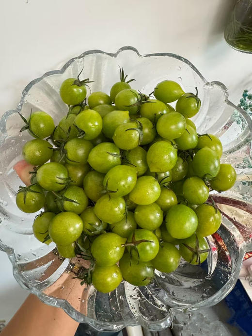 【新成熟尝鲜价】鸿翠园 有机圣女果 （绿口蜜） 商品图2