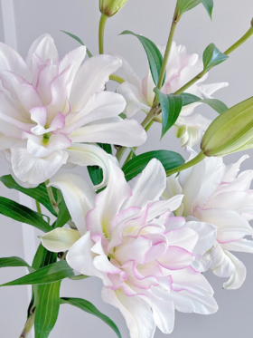 重瓣百合丨冰美人三头