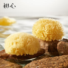 初心| 天然搓澡海绵希腊海绵