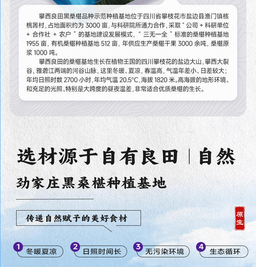 1盒5袋装 新品黑桑葚原浆  （体验装） 商品图3