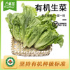 东升农场 有机生菜 沙拉菜莴苣 广州供港新鲜蔬菜配送 300g 商品缩略图0