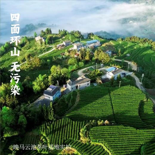 恩施有机蜜香红茶 | 78g/90g 滋味甜柔 回甘持久 有机生态茶园 映马云池 商品图5