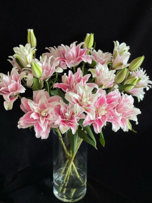 重瓣百合丨伊莎贝拉三头 商品图1