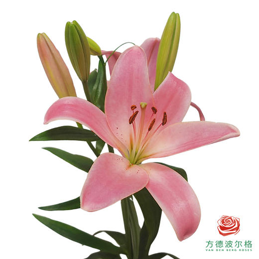 VDB百合-苏格兰 5枝一扎 商品图0