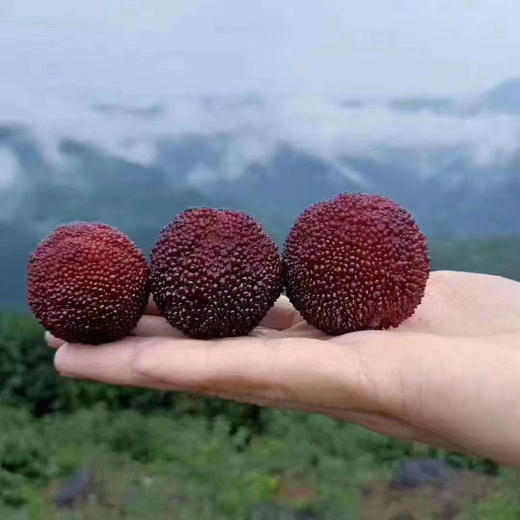 仙居“有机东魁”杨梅 商品图2