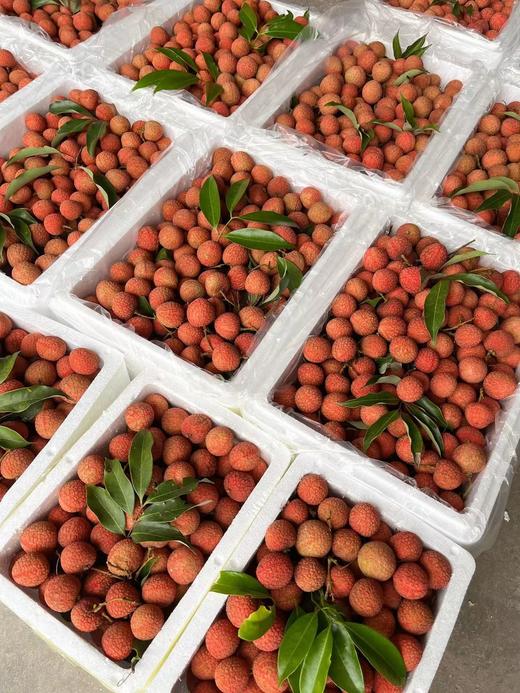 广东岭南桂味荔枝（五斤装）原产地直发，清甜带桂花香：甜度极高，质地紧实、爽脆，咀嚼时咯吱作响 商品图6