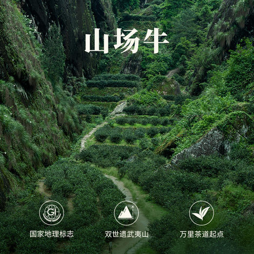 八马茶业｜牛一12800武夷岩茶轻享版组合（大红袍+肉桂）17g 商品图2