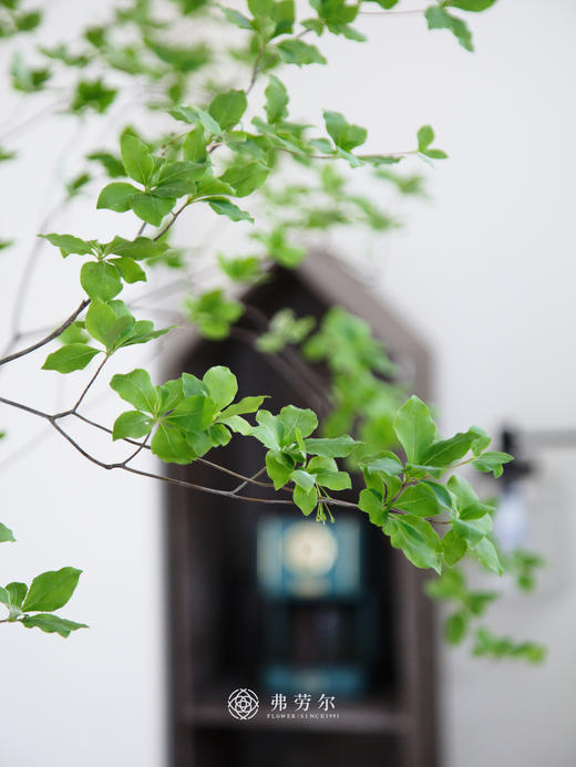 日本吊钟⑧（不含瓶） 商品图2