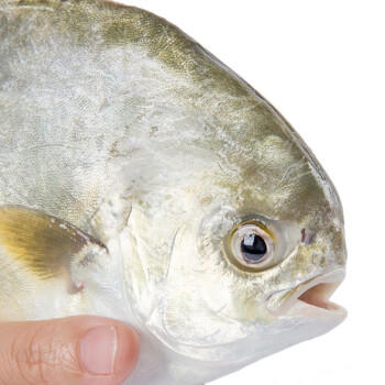 1号会员店（One's Member）甄选海南二去金鲳鱼 700g/2条装 去鳃去内脏 生鲜 鱼类 海鲜水产  /生鲜 /海鲜水产 /鱼类 商品图1