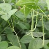 生态韭菜/四季豆 | 合作生产*Ecological leeks / green beans | Partner Production 商品缩略图4