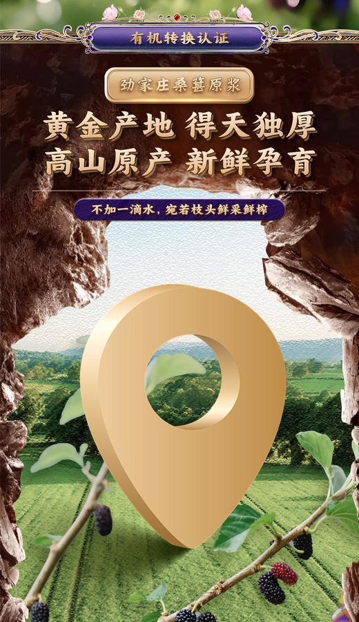 1盒5袋装 新品黑桑葚原浆  （体验装） 商品图10