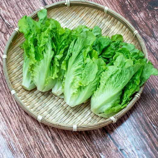 东升农场 有机生菜 沙拉菜莴苣 广州供港新鲜蔬菜配送 300g 商品图1