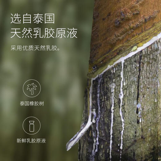 佳奥泰国天然乳胶枕头抗菌防螨柔软颗粒乳胶枕X 波浪颗粒乳胶枕-小象款 单只 中枕 10cm 商品图2