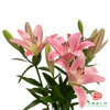 VDB百合-苏格兰 5枝一扎 商品缩略图1