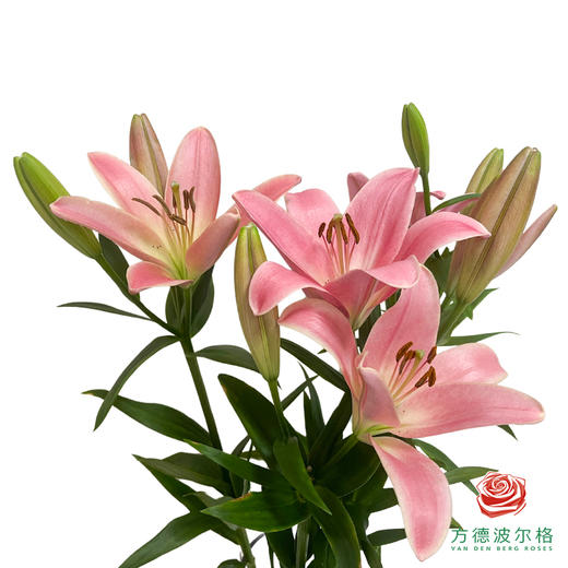 VDB百合-苏格兰 5枝一扎 商品图1