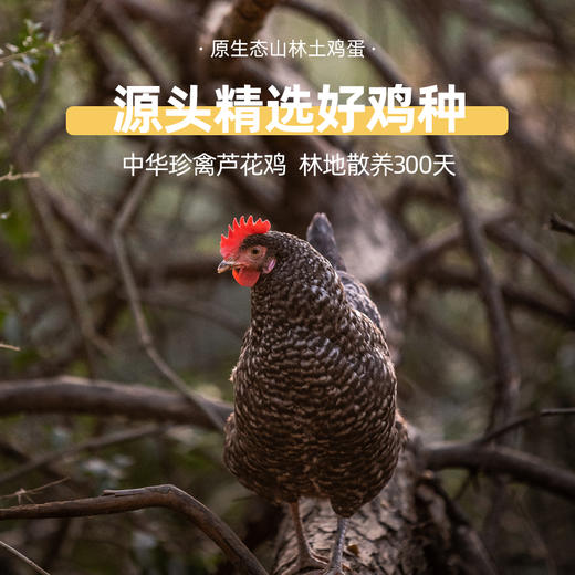 【自营农场直发】 0抗生素 高蛋白 正宗生态散养芦花鸡 土鸡蛋30枚 商品图3