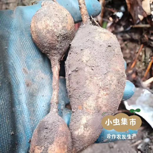 瑶山牛大力（非种植）150g/袋 | 合作农友生产，来自广东连南瑶族自治县，生产者：张运东＆【公平贸易农人定价】 商品图4