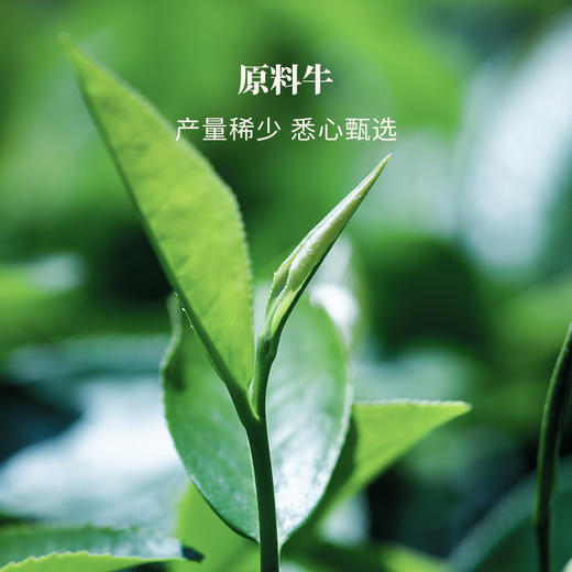 八马茶业｜牛一12800武夷岩茶轻享版组合（大红袍+肉桂）17g 商品图4