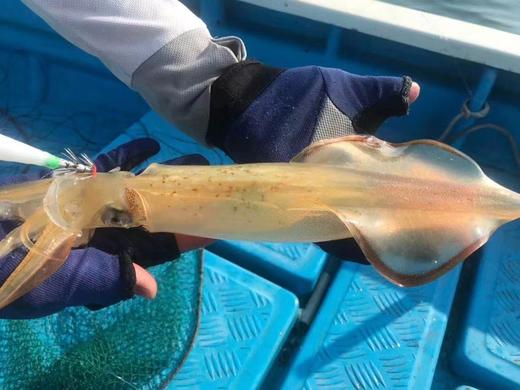 【野生】超低温  活冻手钓大管 300g-500g 商品图1