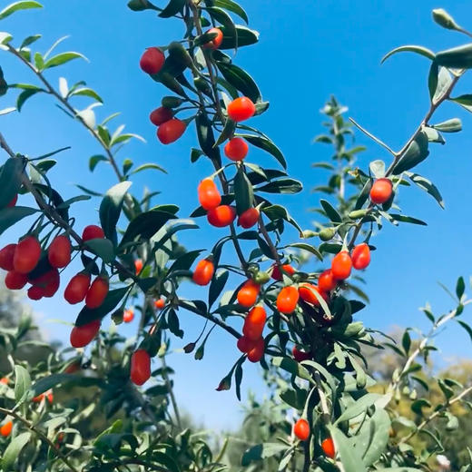 青藏高原生态枸杞 252g/罐（糖度高）| 遥远地方 商品图2