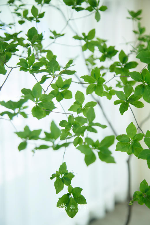 日本吊钟⑧（不含瓶） 商品图1