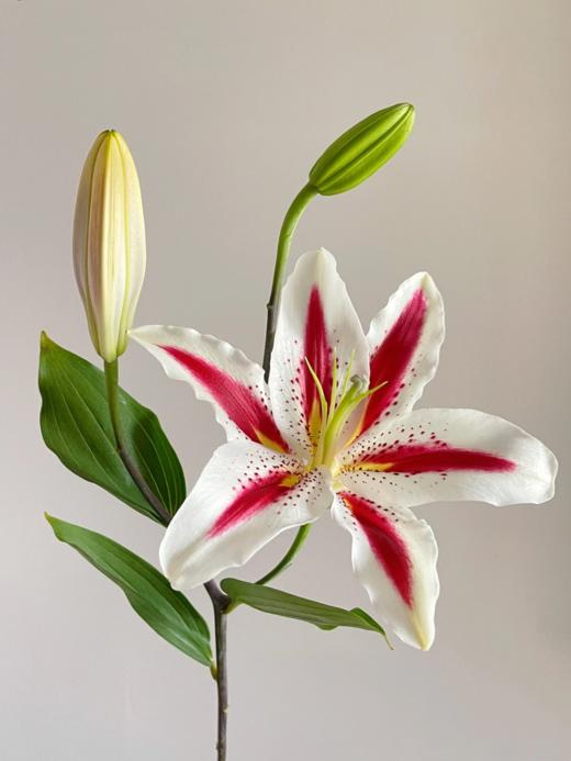 香水百合丨笑脸两头 商品图2