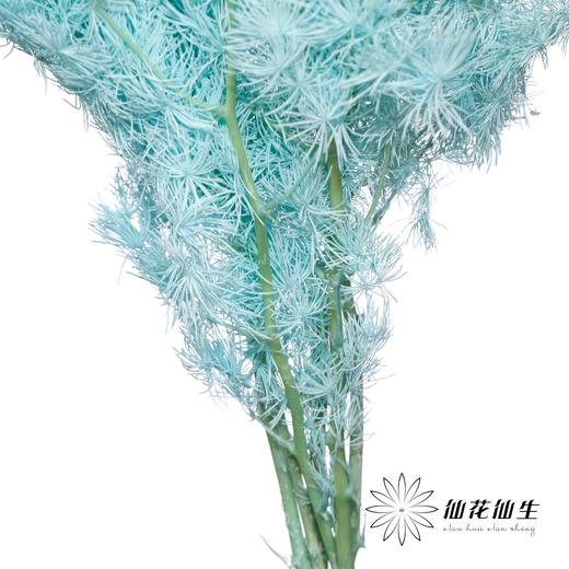 永生花材 ｜ 蓬莱松蒂芙尼蓝 商品图2