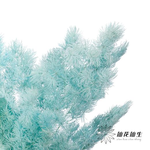 永生花材 ｜ 蓬莱松蒂芙尼蓝 商品图3